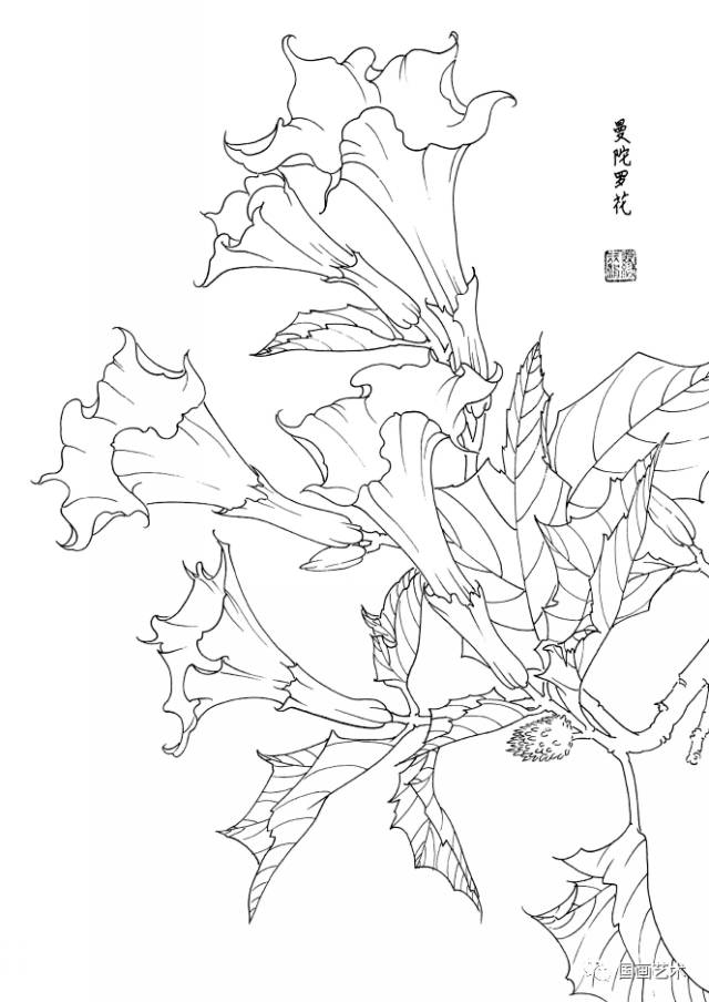 白描花卉写生范本百花谱4