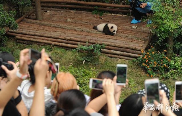 国庆将至 成都大熊猫基地迎来熊猫看人模式