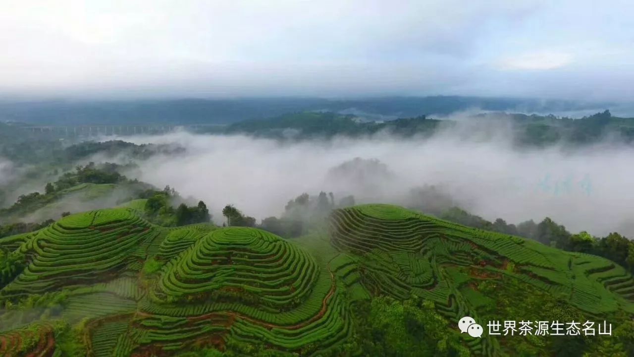 暖心之旅中国茶都雅安名山