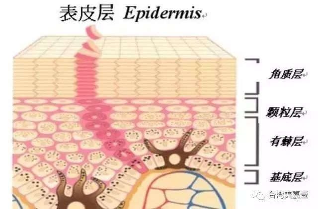 在颗粒层的下层,由4—8层带棘突的多角形细胞组成,是表皮层最厚的一层