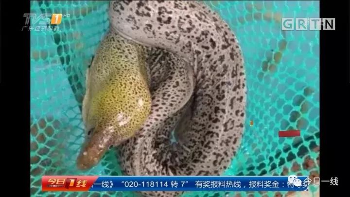 他说,上周末在某市场购买了一种被广东人俗称为"油锥"的海鳗鱼,回家