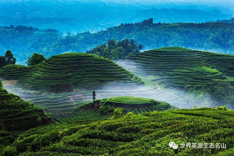 暖心之旅中国茶都雅安名山