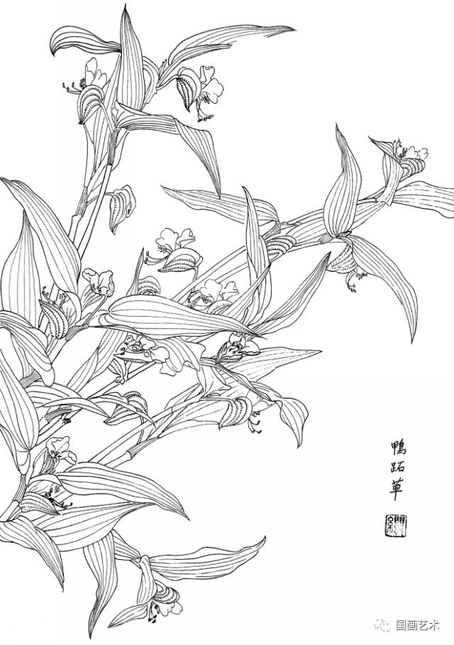 白描花卉写生范本百花谱4