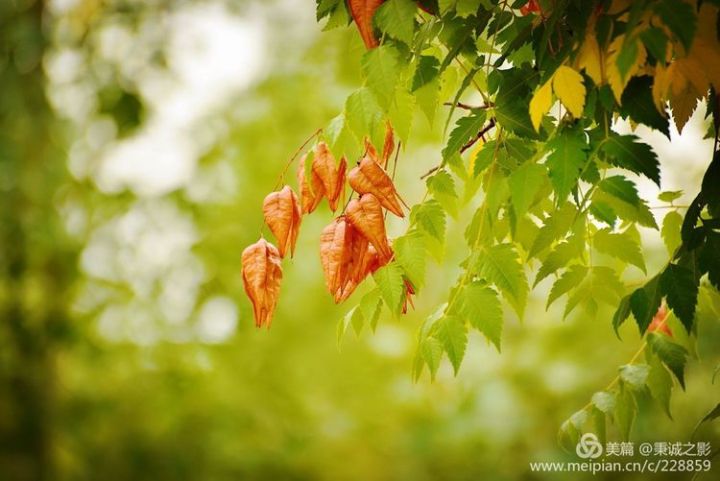 靖边县aaa级景区五台沙漠森林公园初秋景色