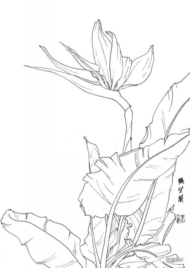 白描花卉写生范本百花谱4