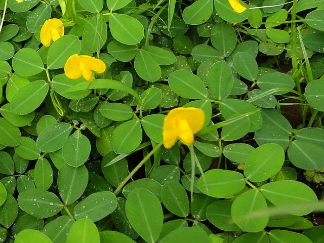 【每日一花】蔓花生:极有前途的优良地被植物!