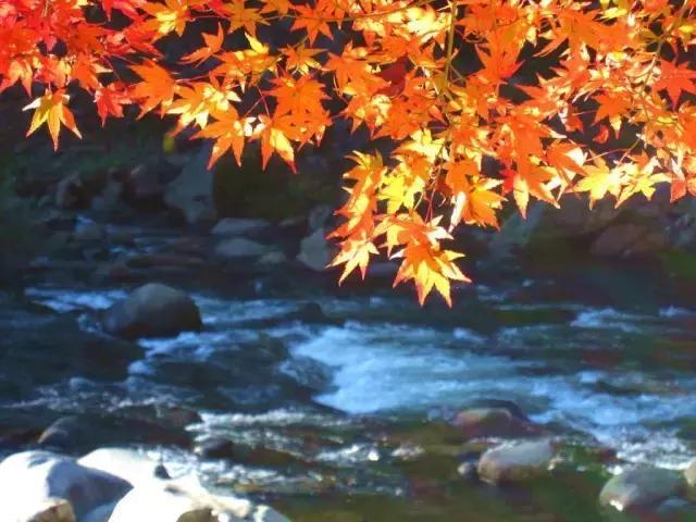 香兰溪是日本屈指可数赏枫圣地,巴川沿岸约种有4000棵红叶树,赤橙黄