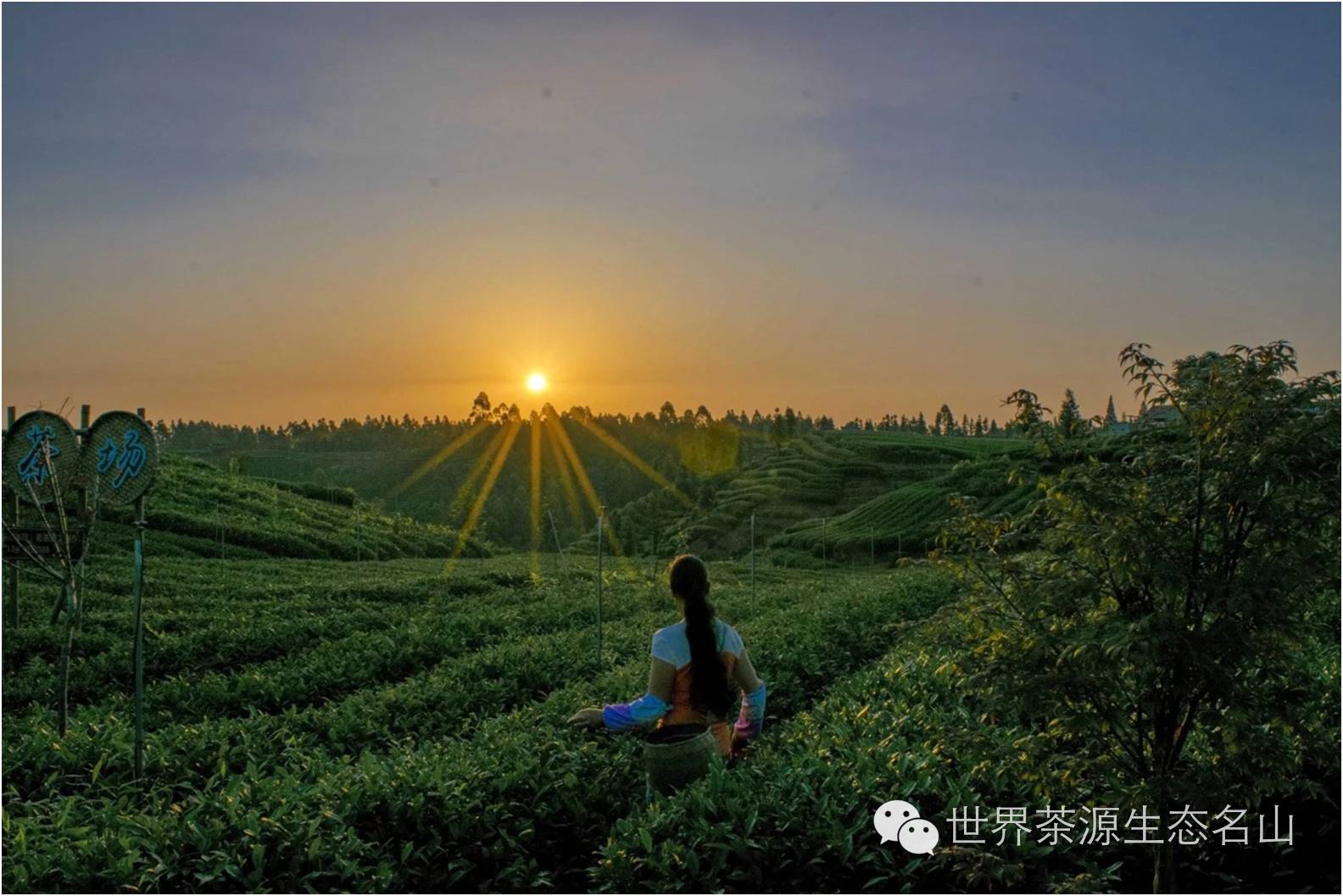 暖心之旅—中国茶都·雅安名山