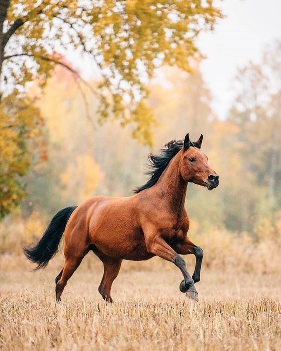 是这样的 这种马名叫 gypsy vanner horse(吉普赛马), 被认为起源于