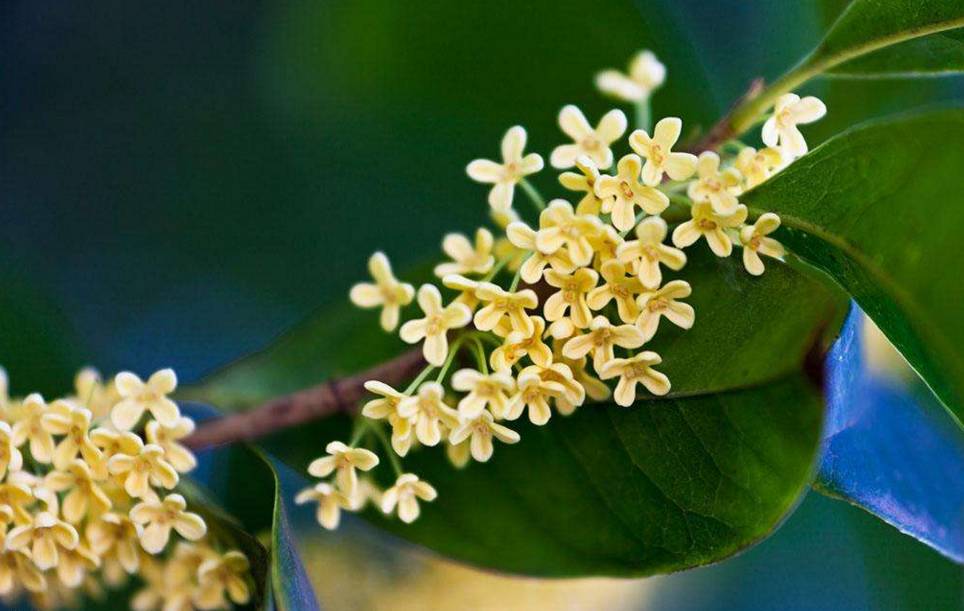 看过来!开州这棵百年桂花树 如今正花香满枝头