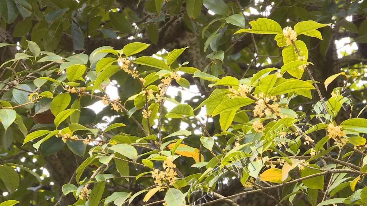 看过来!开州这棵百年桂花树 如今正花香满枝头