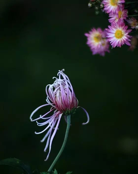 人淡如菊,宛若君子