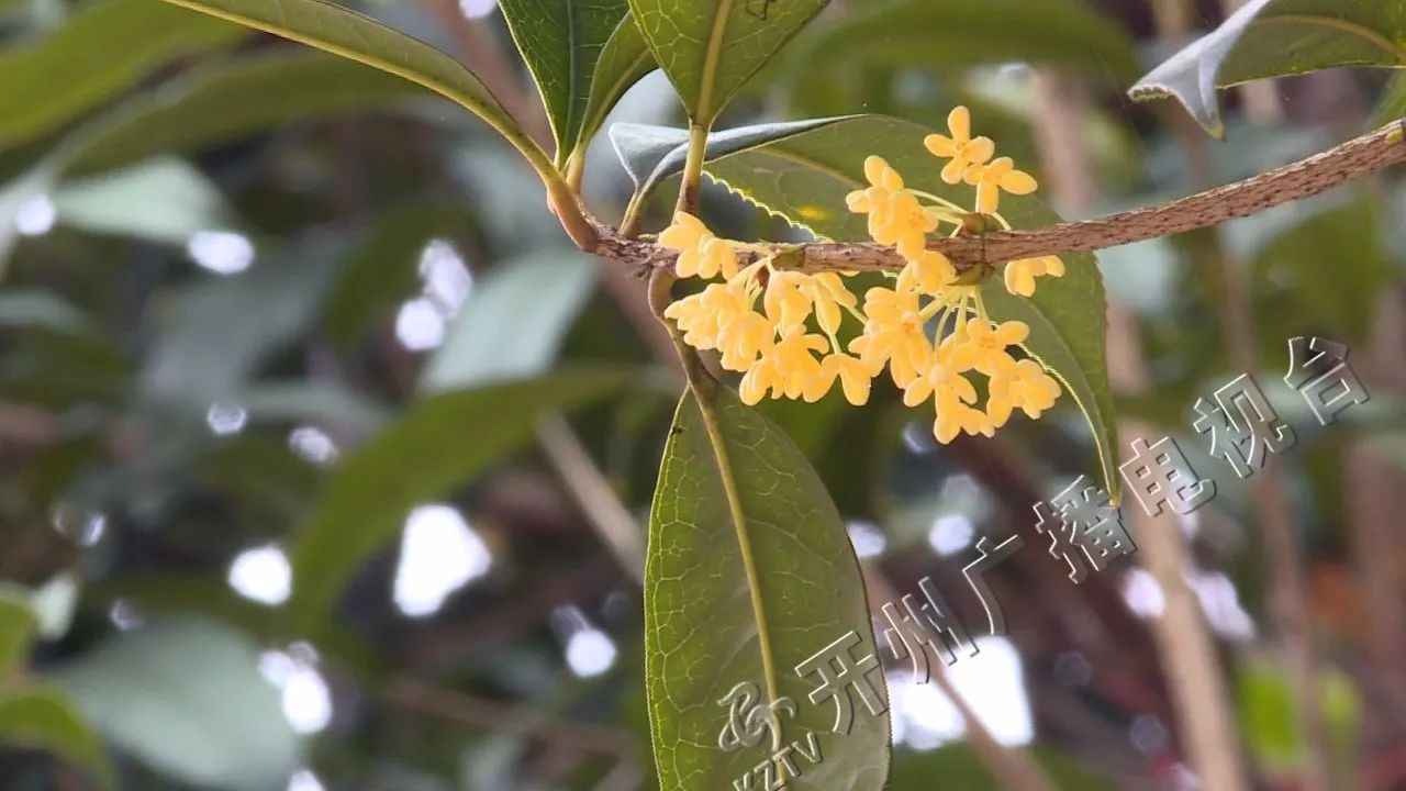 看过来!开州这棵百年桂花树 如今正花香满枝头