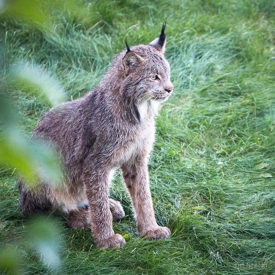 猞猁本是珍贵的野生动物,原是对人类充满了芥蒂,这群小家伙竟然毫无惧