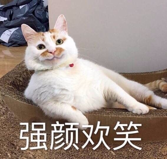 这只网红猫的表情包,够你们用到年底了!