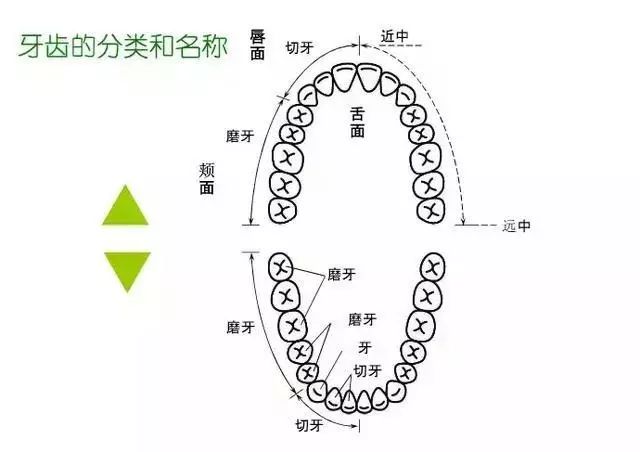 牙齿知识图解,快快戳进来学习吧