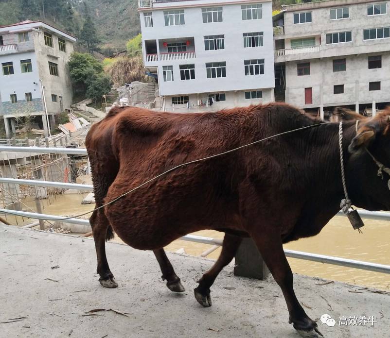 老人们都是说贵重的"牛黄"