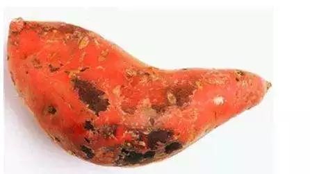 所以,无论是生吃或熟吃有黑斑病的番薯,都可能引起中毒.