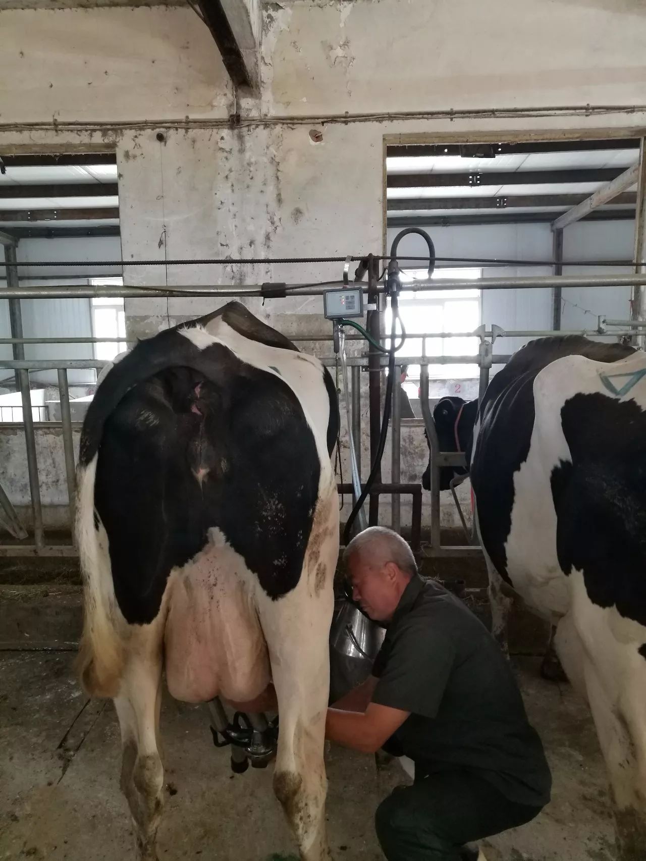 奶牛产房的助产士