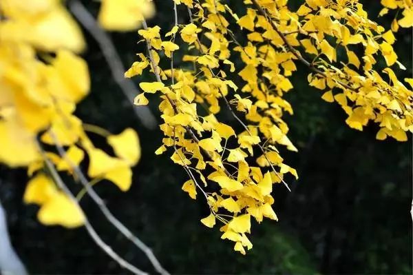 黄叶在风中缤纷而下,铺在地上金灿灿的,沿途铺就了一条松软的路,踩