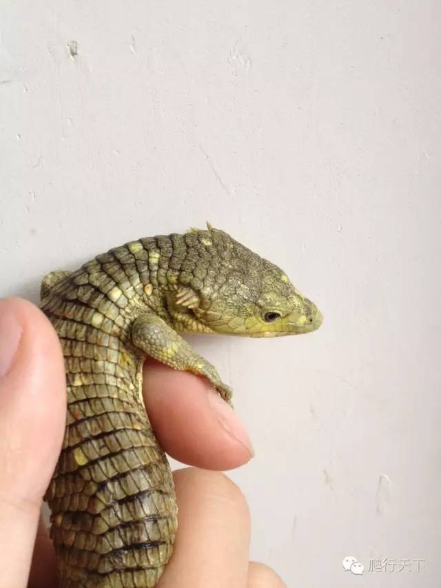 瓦氏树鳄蛇蜥学名abronia vaconcelosii,是危地马拉高原最普遍的树鳄