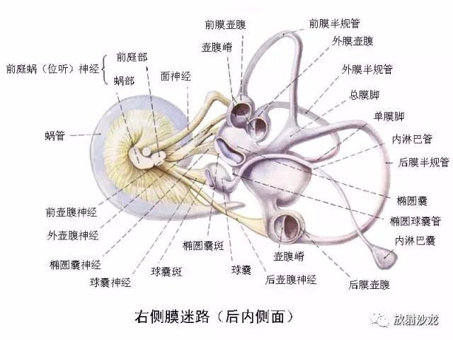 【解剖】颞骨大体解剖 轴位及冠状位ct断层图像