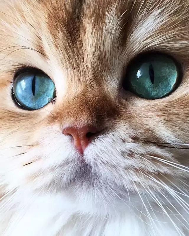 看着这些猫咪的眼睛仿佛可以穿越到童话仙境