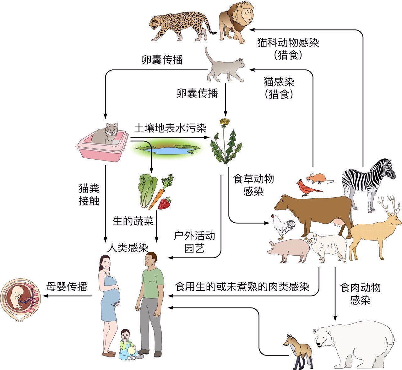 除了被弓形虫感染的孕妇可能会传染给胎儿(母婴传播)外,人类主要的