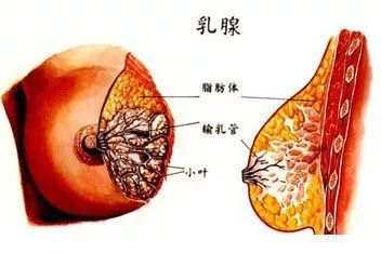 针灸治疗乳腺增生