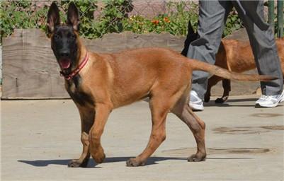 如何训练马犬的凶猛性?不同阶段的马犬不同训练方法