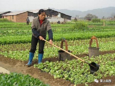 粪瓢,可以说伴随我度过了整个童年.