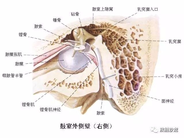 【解剖】颞骨大体解剖 轴位及冠状位ct断层图像