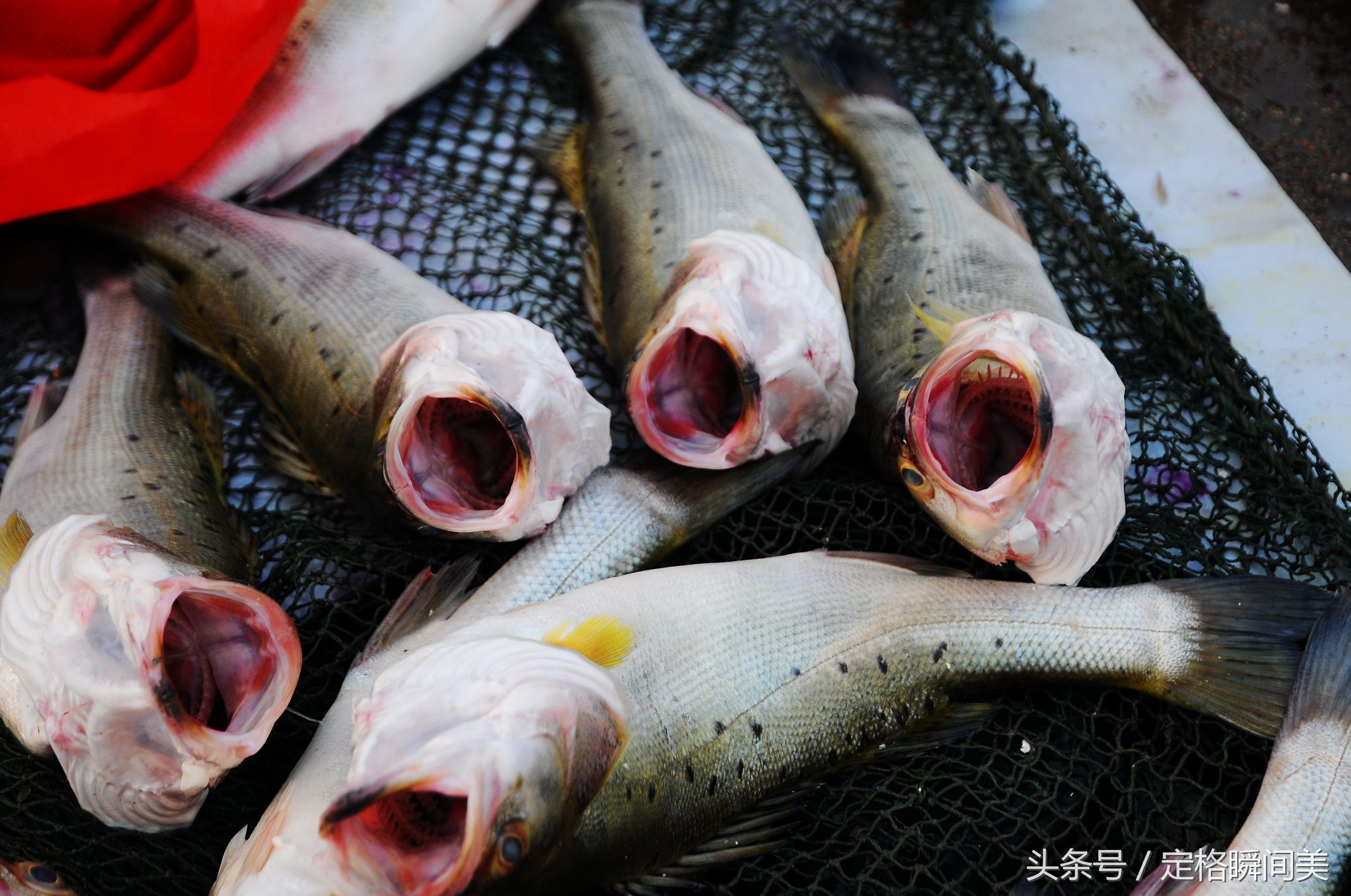 农村大集上卖的一种鱼两种称呼10元三斤手工费贵过鱼