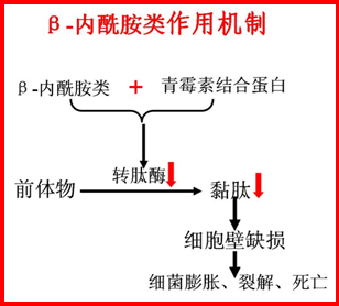 药理学丨抗菌药物概论