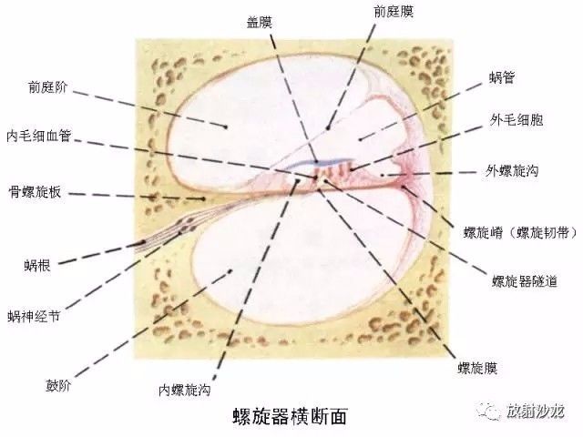 【解剖】颞骨大体解剖 轴位及冠状位ct断层图像