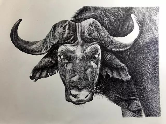 牛人是怎样画牛的?
