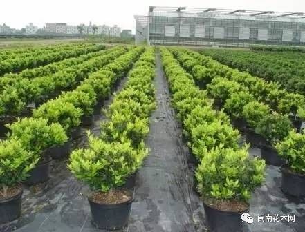 容器苗,你的苗圃值得尝试∣附:容器苗种植技术大汇总