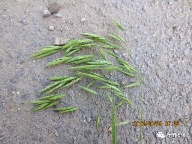 雀麦花序雀麦植株田间鉴定方法:叶鞘叶片有白色绒毛雀麦幼苗雀麦植株