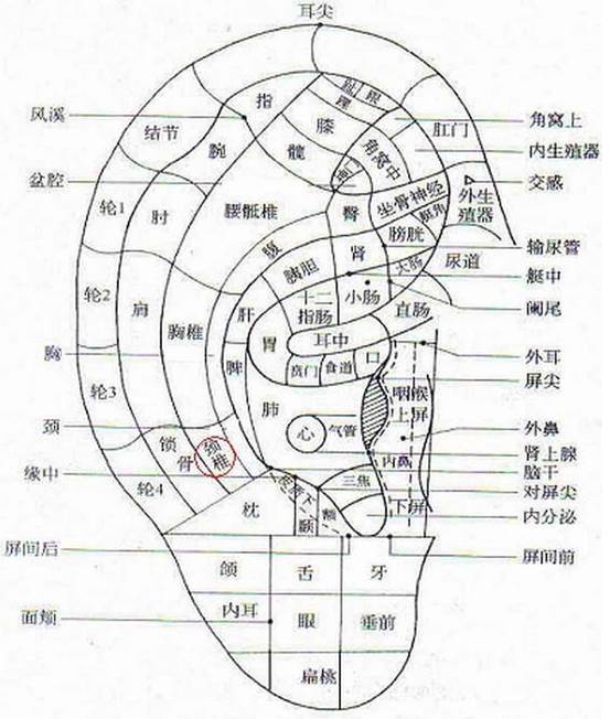 大家可以按耳朵的心,肺反射区.