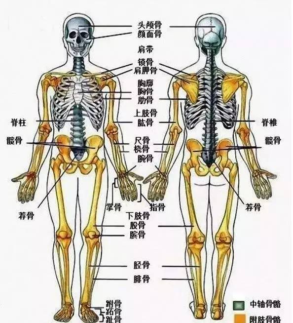 疾病真正侵袭入人体深层骨组织,该系统开始出现骨骼细胞增生速度加快