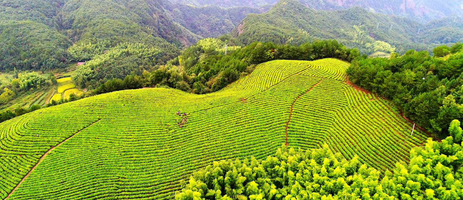 浙江仙居:上张这个地方的茶园和梯田,美得不像话!高空下,你绝对没看过