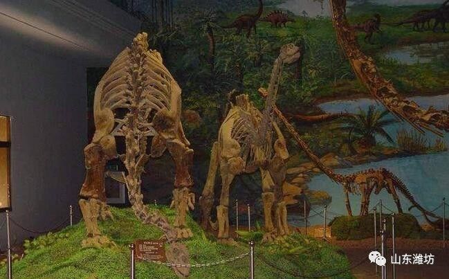 临朐山旺古生物化石博物馆