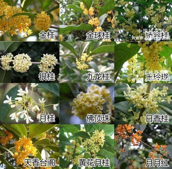 桂花为"崇高""美好" "友好""忠贞之士"和"芳直不屈""仙友" 寓桂枝为"