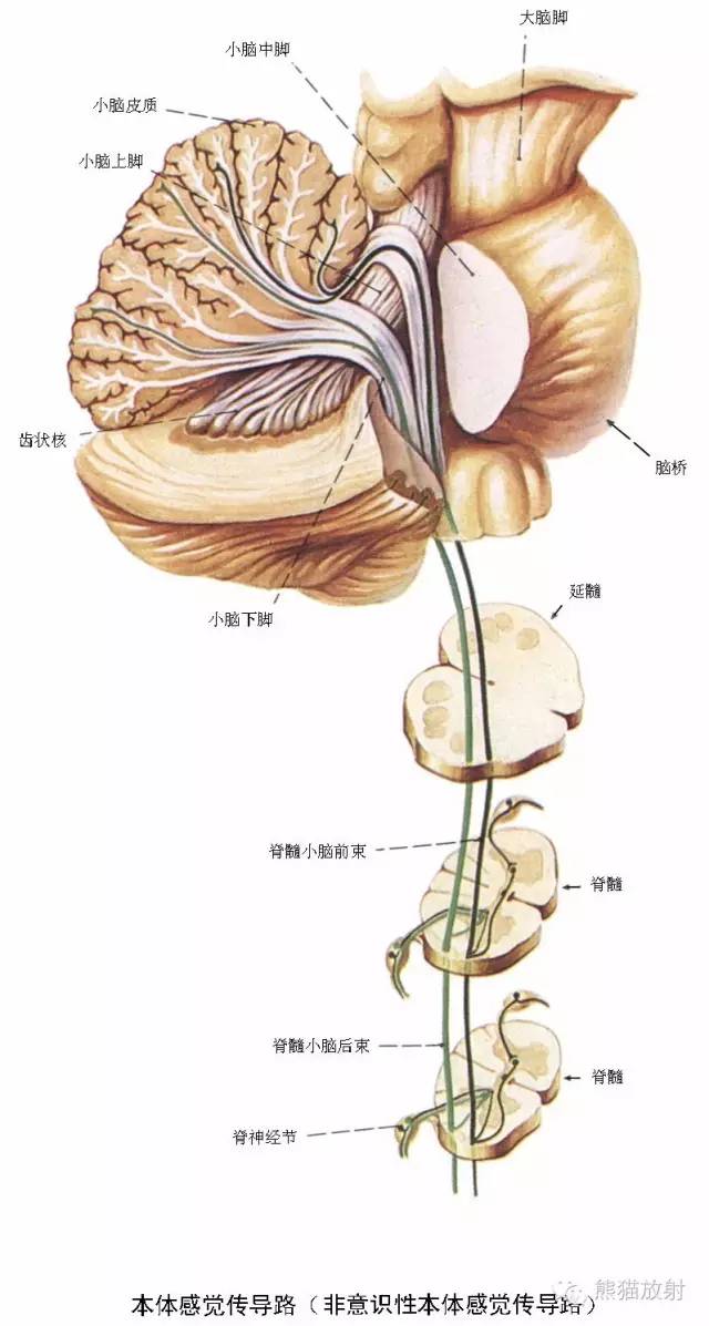 神经系统高清彩色解剖图,欢迎收藏,分享,转发,转载