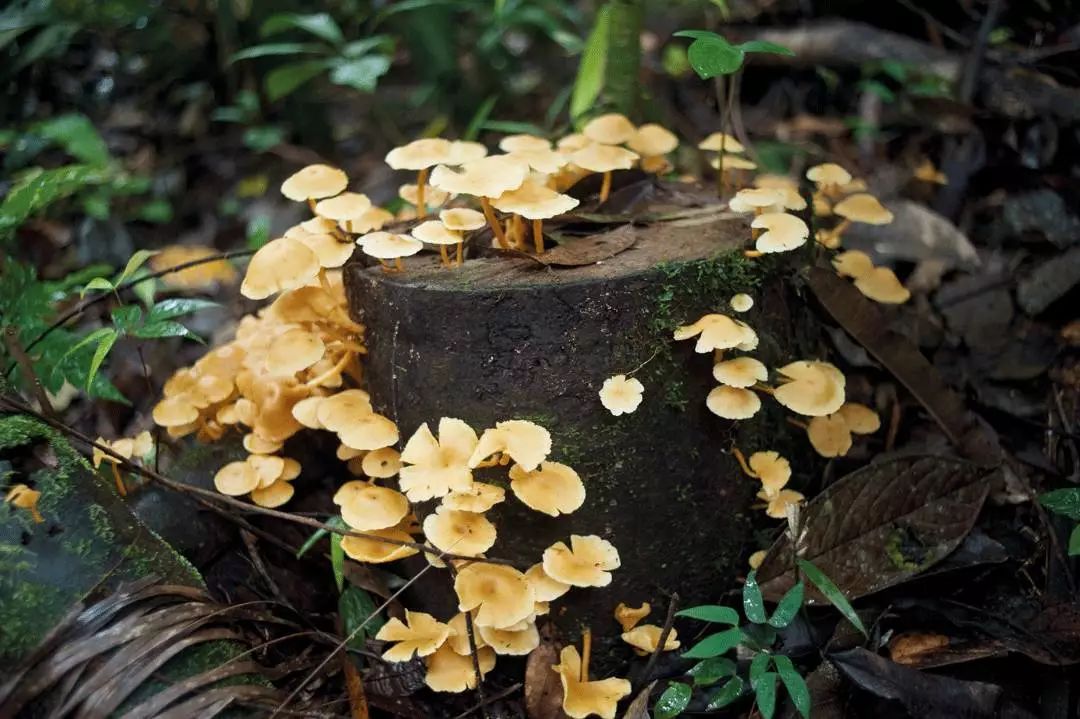 九月菌菇季,你好,山之精灵