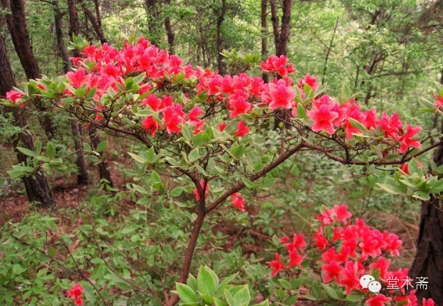 映山红,这个和公园里的品种不一样,山上的是能吃的,味道酸酸甜甜的.