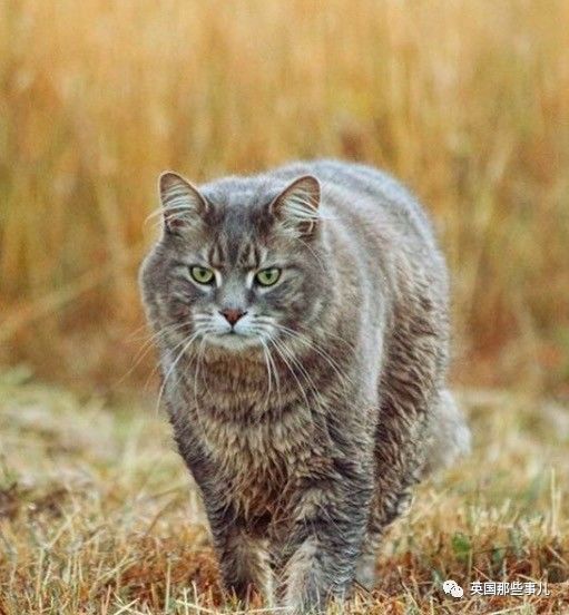 曾经的流浪猫,如今自带老虎的气场,见到它只想喊:大哥饶命!