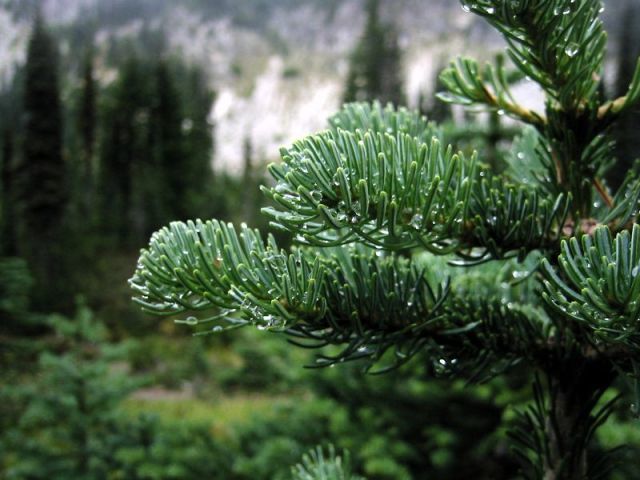 国家一类保护植物—冷杉