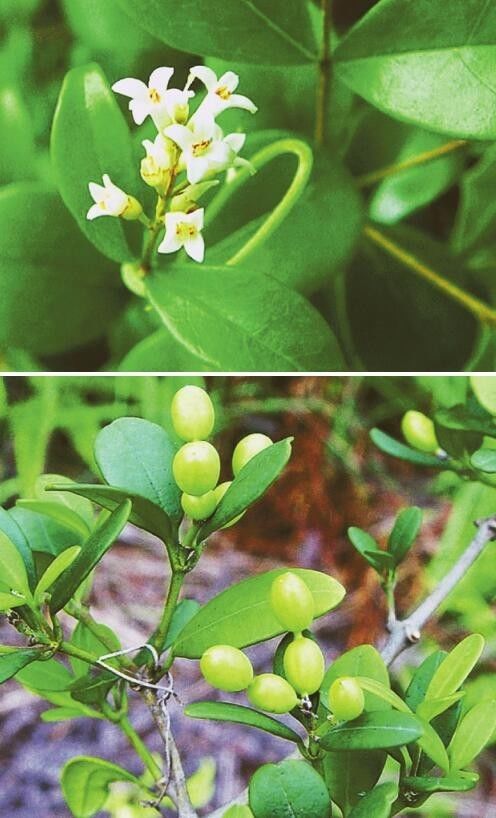 10月5日 | 链珠藤 · 深圳植物日历