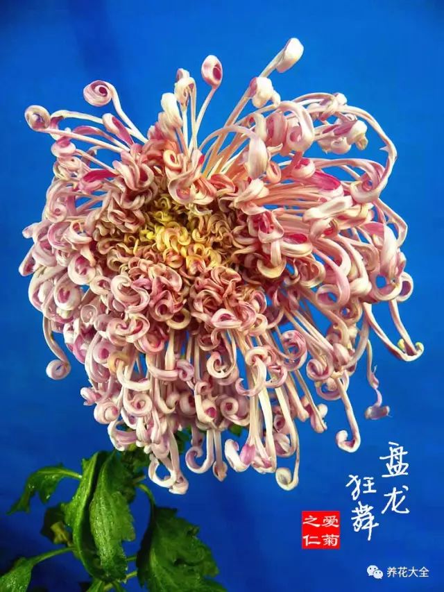 全球最美100款中华菊,简直挪不动眼!